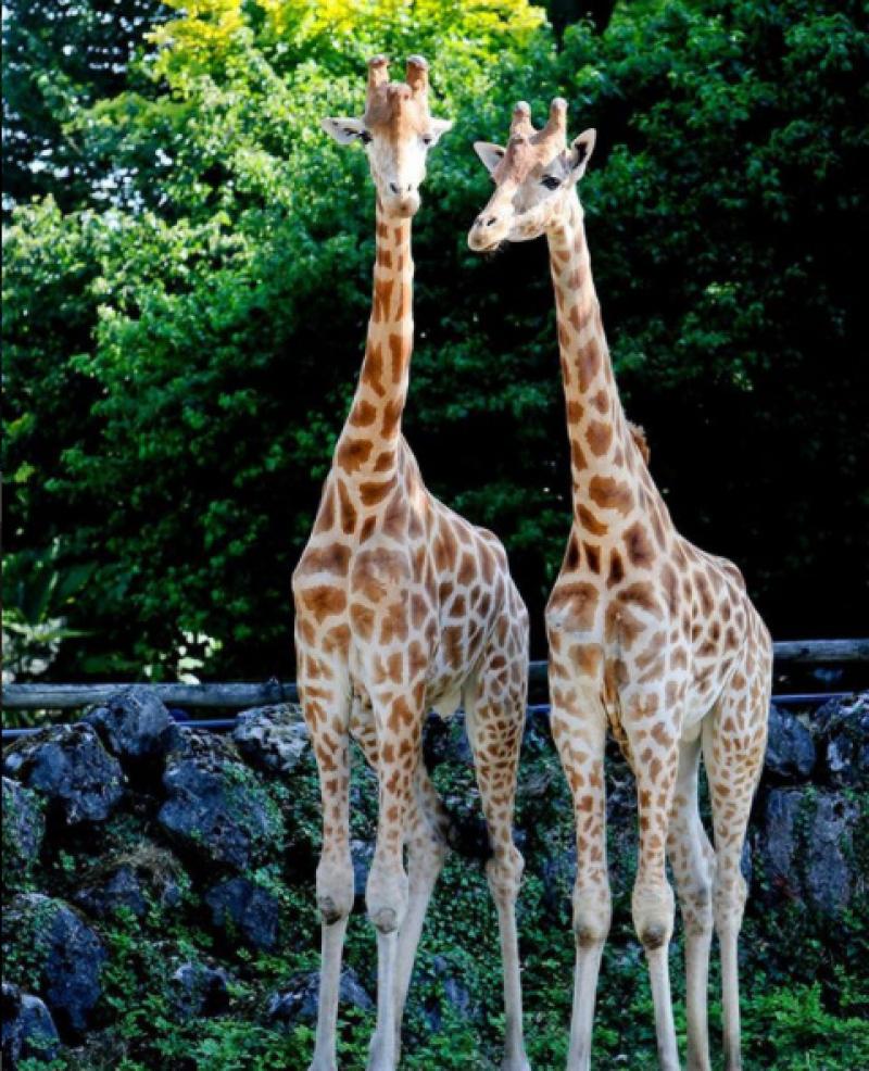 791girafemaubeugesamibelloumi